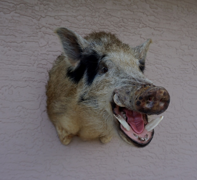 Wild Boar Taxidermy Mounts For Sale, Whitetail Deer Taxidermy Mounts